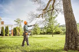 Best Tree and Shrub Care  in Waldorf, MD