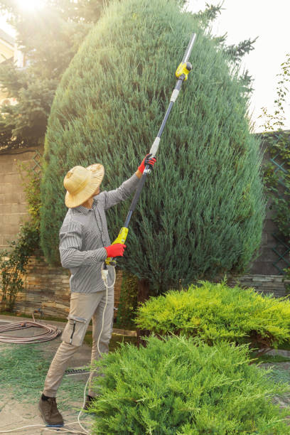 Best Fruit Tree Pruning  in Waldorf, MD